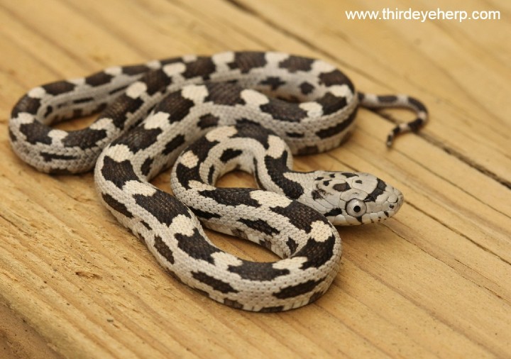 White Oaks Gray Rat Snake